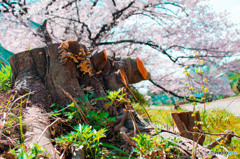 切り株と桜と