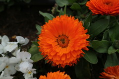 金盞花