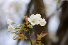 White cherry blossom