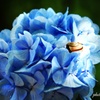 with snails