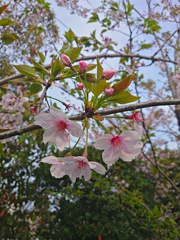 散り初め