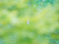 夏の秋桜
