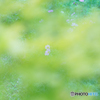 夏の秋桜