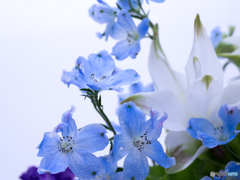 別れの花