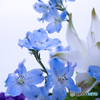 別れの花