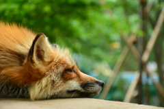 蔵王キツネ村