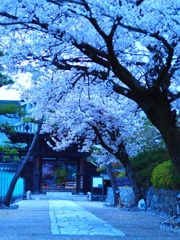 薄暮の白桜