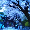薄暮の白桜