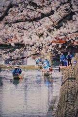 水門川の桜２