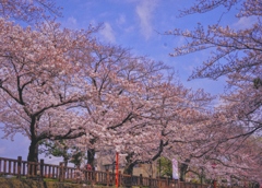 水門川の桜１