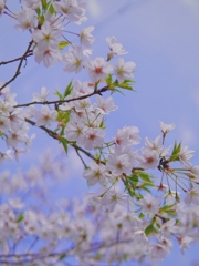 水門川の桜６