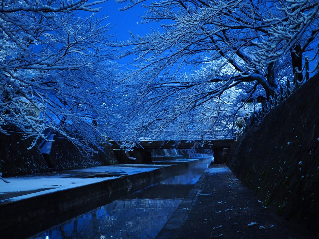 雪桜
