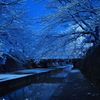 雪桜