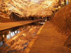 金の夜桜