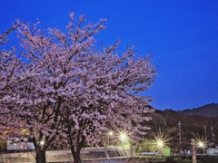 湖東の桜