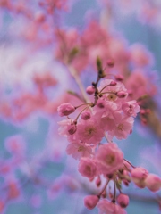 水門川の桜７