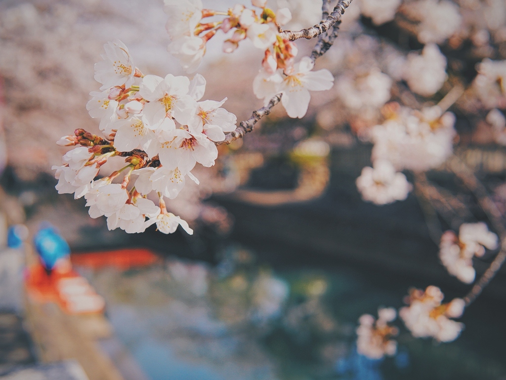 水門川の桜４ By あおいそ Id 写真共有サイト Photohito