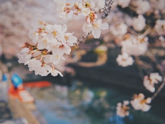 水門川の桜４