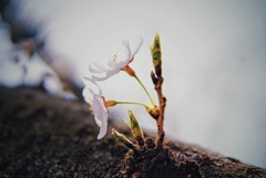 水門川の桜３