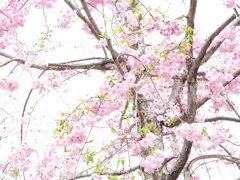 春の夢