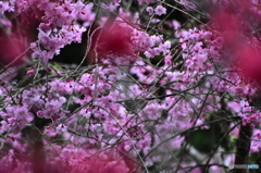 枝垂れ桜とヤマツツジ