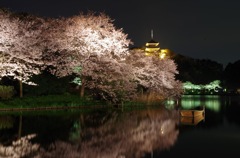 静寂の桜