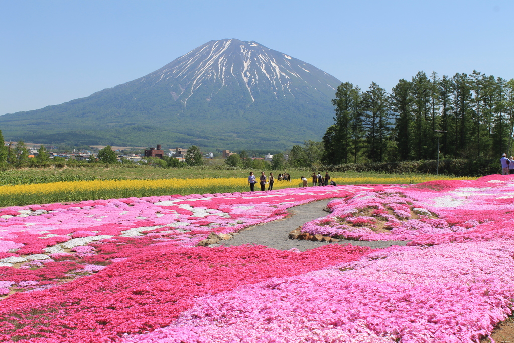 蝦夷富士と芝桜