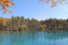 紅葉する青い池