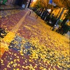 秋の道