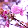 八重桜