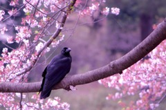春の住人