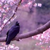 春の住人