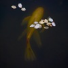 深淵なるもの