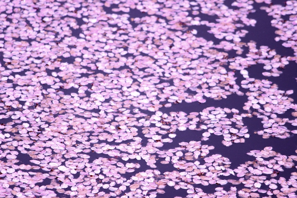 花びら