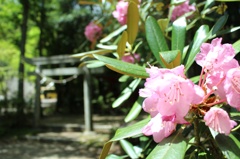 花と鳥居