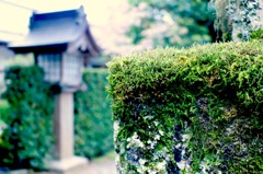 苔のある風景