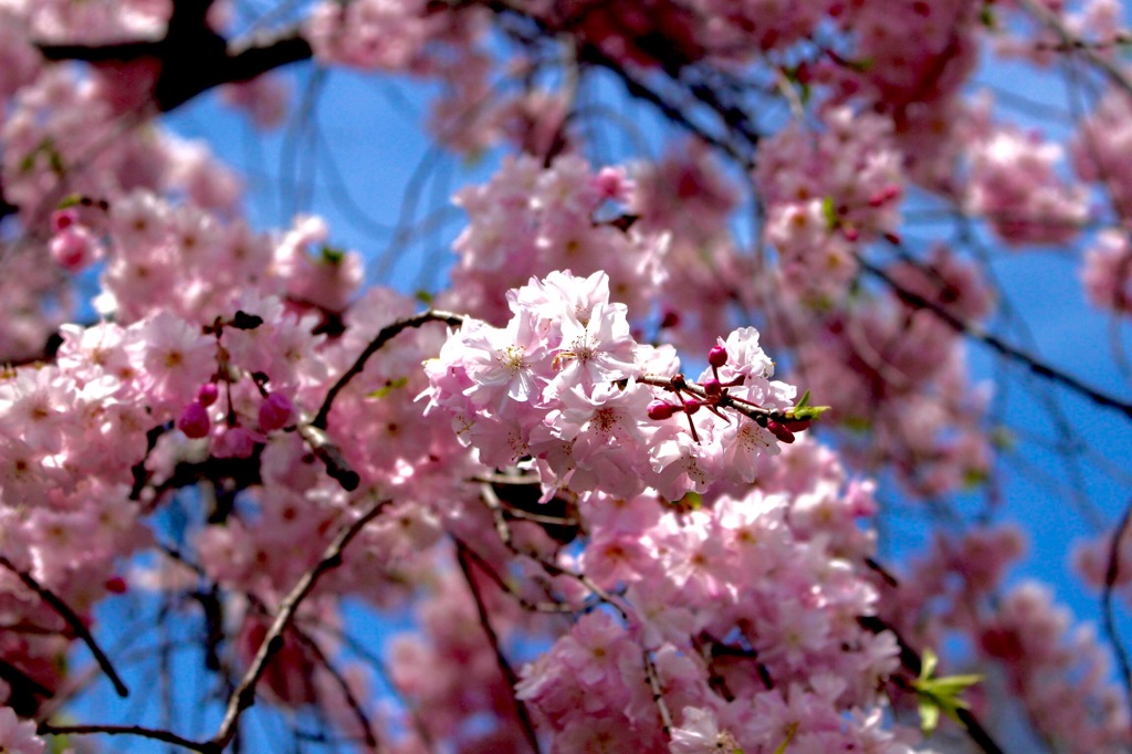 枝垂れ桜