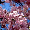 枝垂れ桜