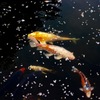 宇宙に泳ぐ魚