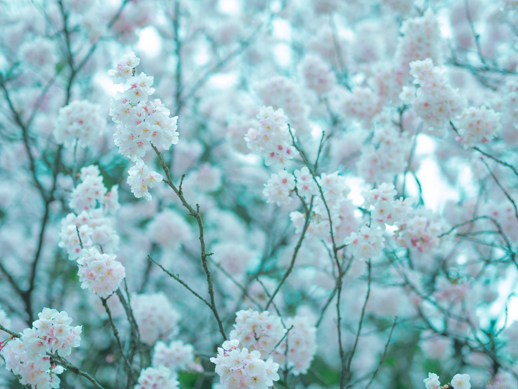 寒風桜花