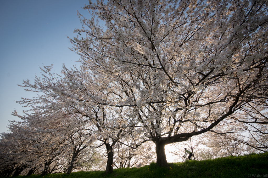 桜の堤
