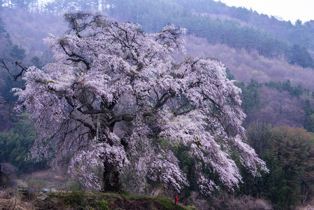 発知の枝垂れ桜「乱舞」1