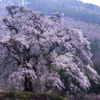 発知の枝垂れ桜「乱舞」1