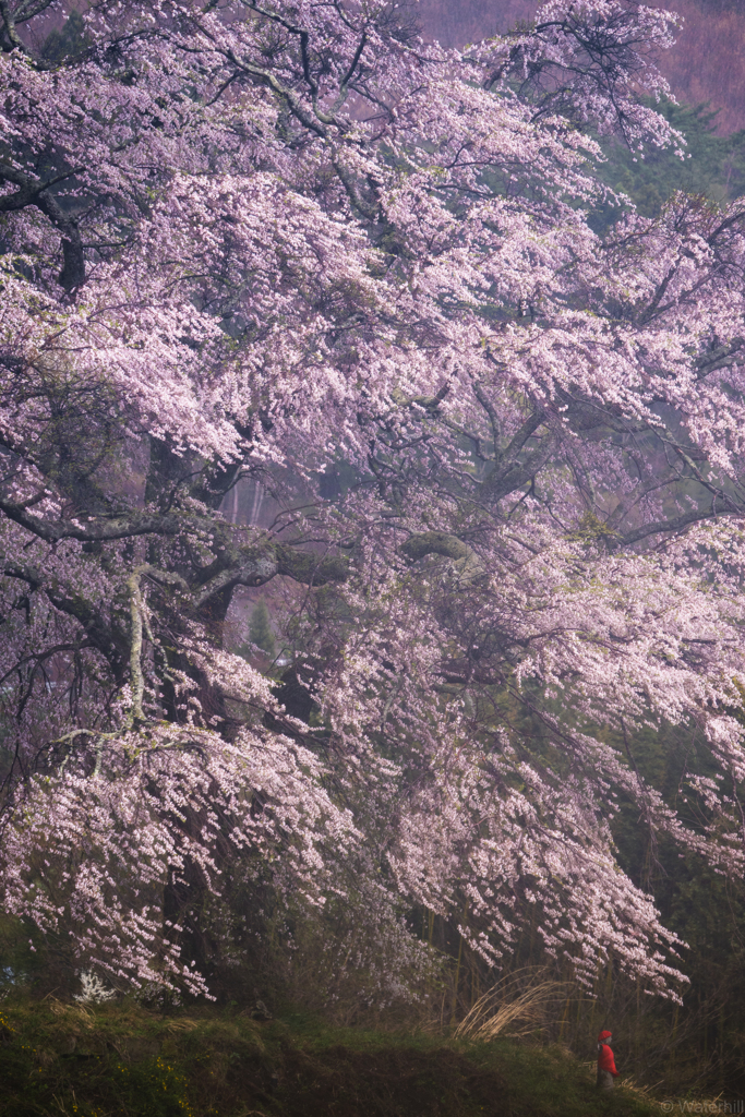 発知の枝垂れ桜「乱舞」2