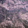 発知の枝垂れ桜「乱舞」2