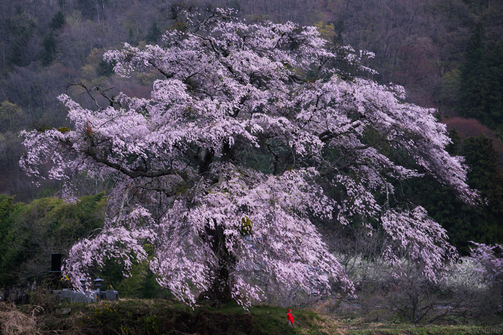 発知の枝垂れ桜「乱舞」3