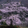 発知の枝垂れ桜「乱舞」3