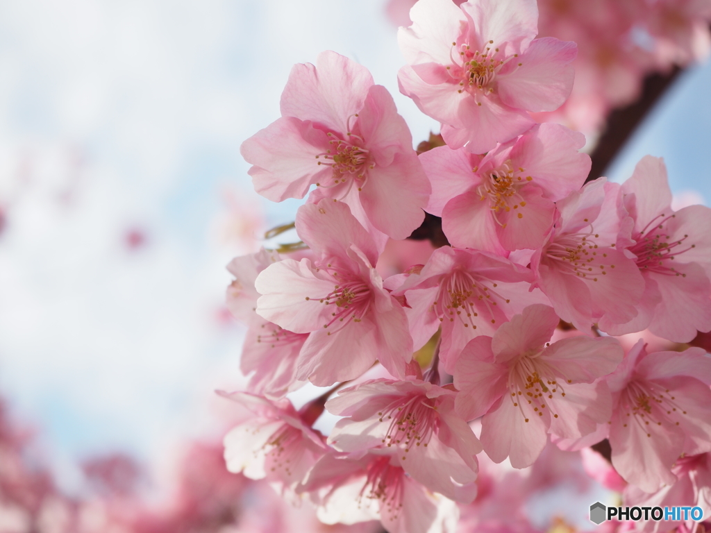 上関の河津桜