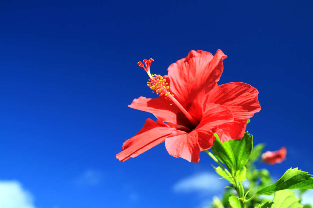 沖縄の青空と赤いハイビスカス By Usg Id 写真共有サイト Photohito