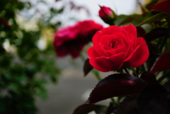 薔薇が好き